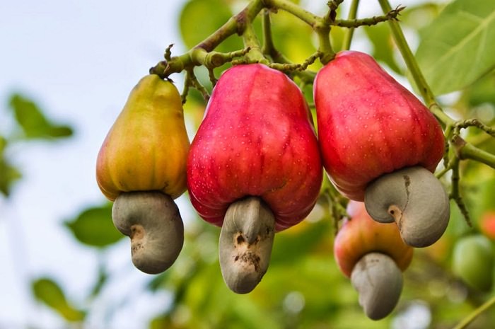 cashew apple